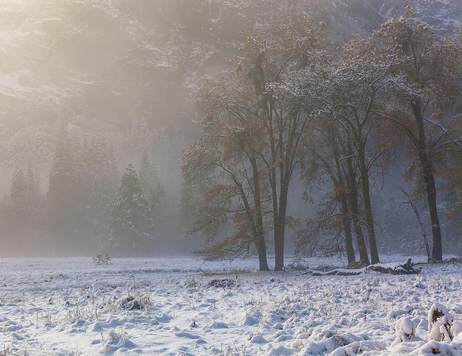 Winter Sun Photograph by Jonathan Nguyen