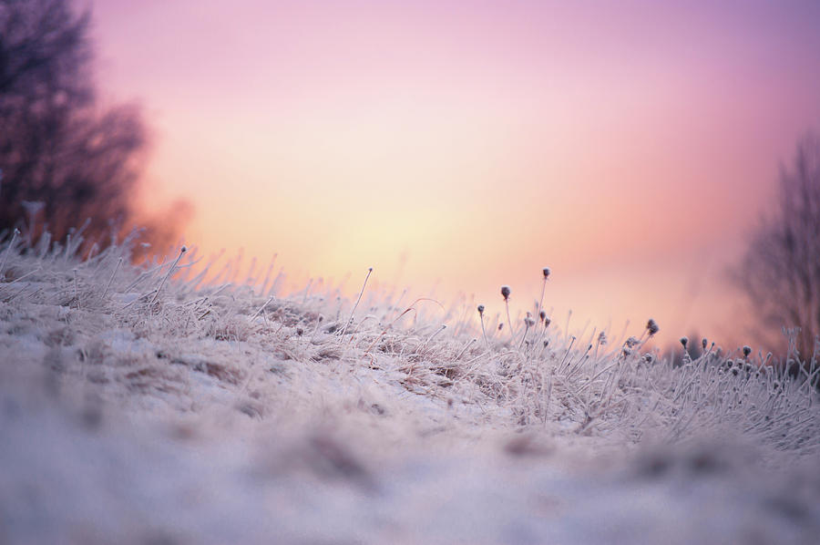 Winter Sun Salutation Photograph by Jenny Rainbow