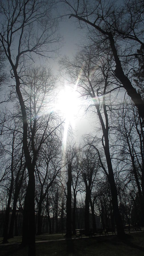Tree Photograph - winter sunlight in Belgrade by Anamarija Marinovic