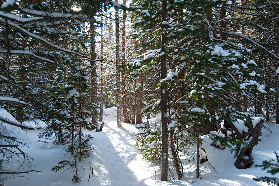 Winter Sunlit Grove Photograph by Cascade Colors
