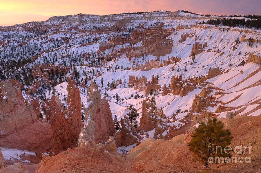 Winter Sunrise in Bryce Canyon Photograph by Sandra Bronstein