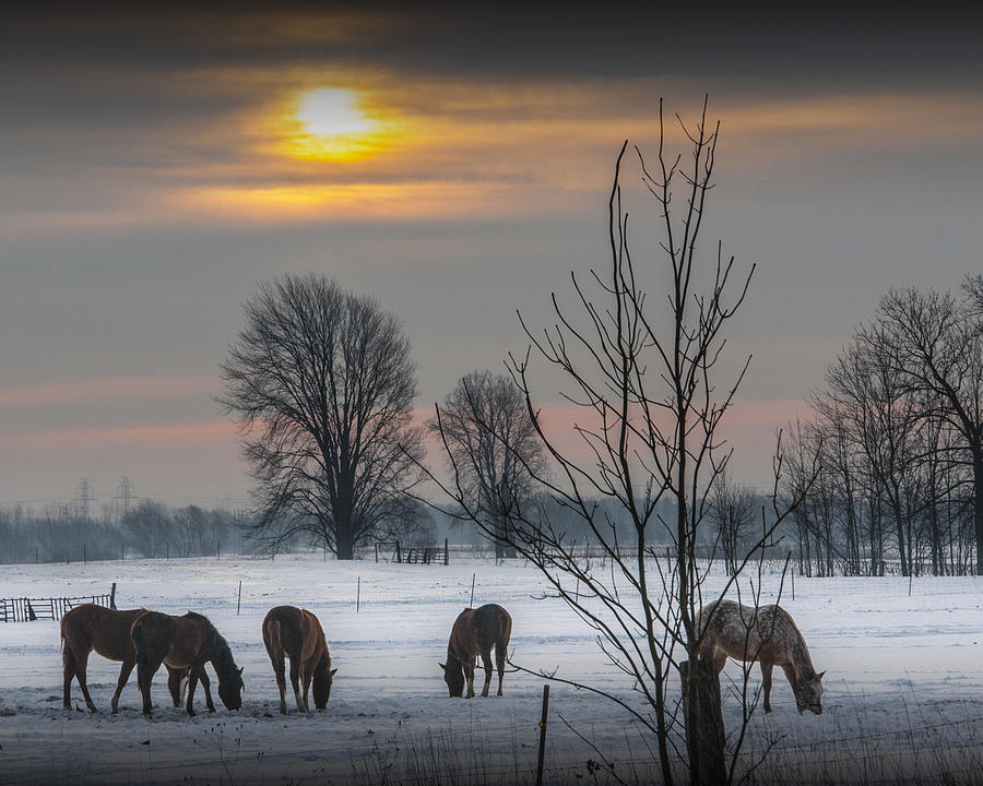 Winter Sunrise over a Pasture with Horses Photograph by Randall Nyhof