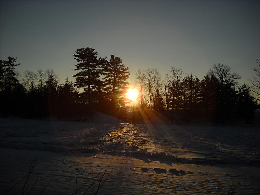 Winter Sunrise Pine Trees Photograph by Kent Lorentzen