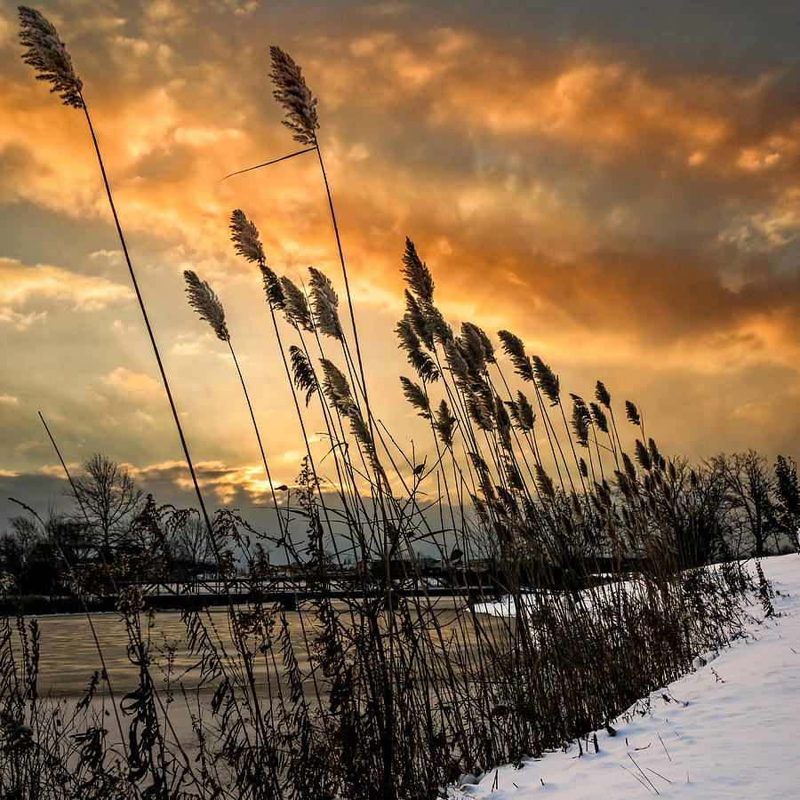 Winter sunrise through the reeds - Square Photograph by Chris Bordeleau