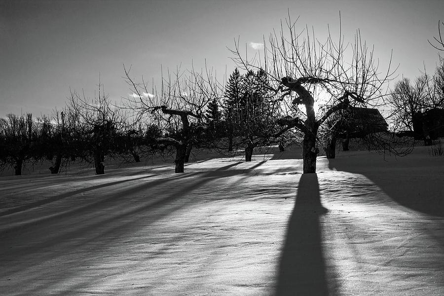 Winter Sunset at Meadowbrook Orchards BNW Photograph by Michael Saunders