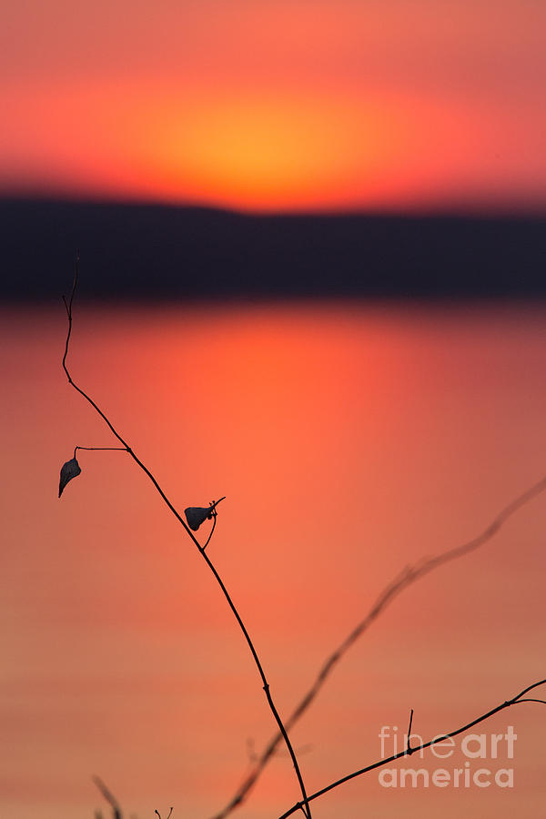 Winter Sunset II Photograph by Michele Steffey