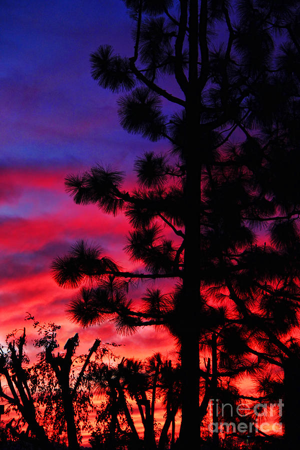 Winter Sunset in California Photograph by Kasia Bitner