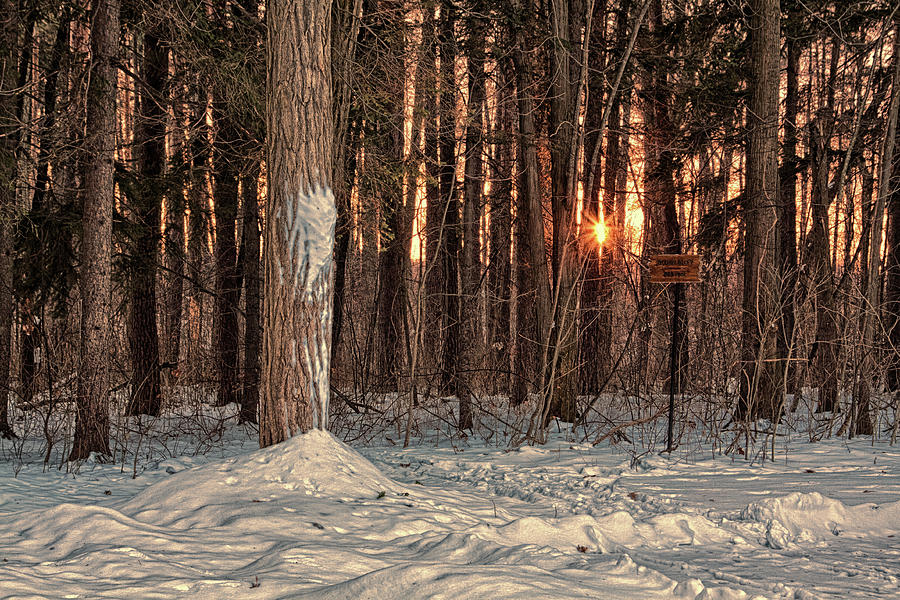 Winter sunset in the forest Photograph by Tatiana Travelways