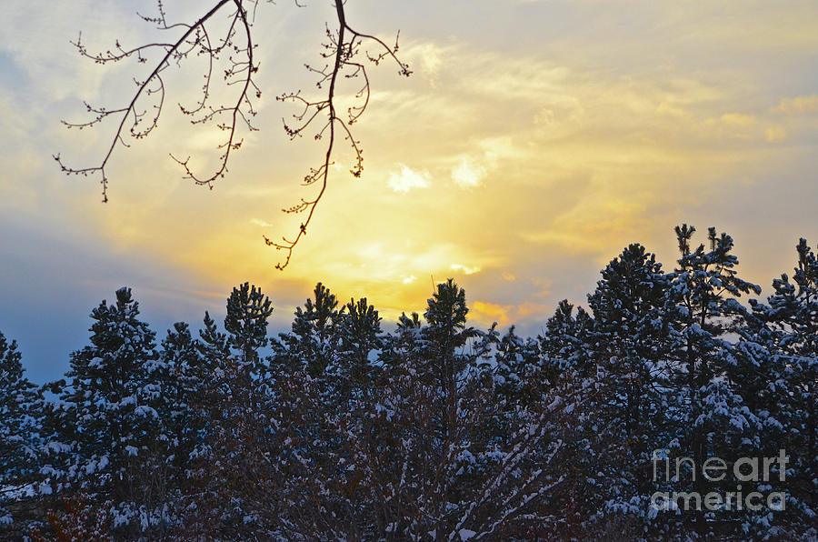 Winter Sunset on the Tree Farm #1 Photograph by Cindy Schneider