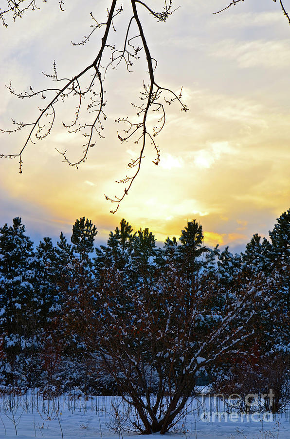 Winter Sunset on the Tree Farm #2 Photograph by Cindy Schneider