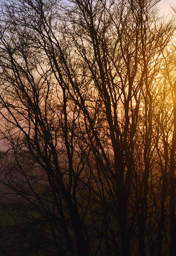 Winter Sunset - Vertical B Photograph by Richard Andrews