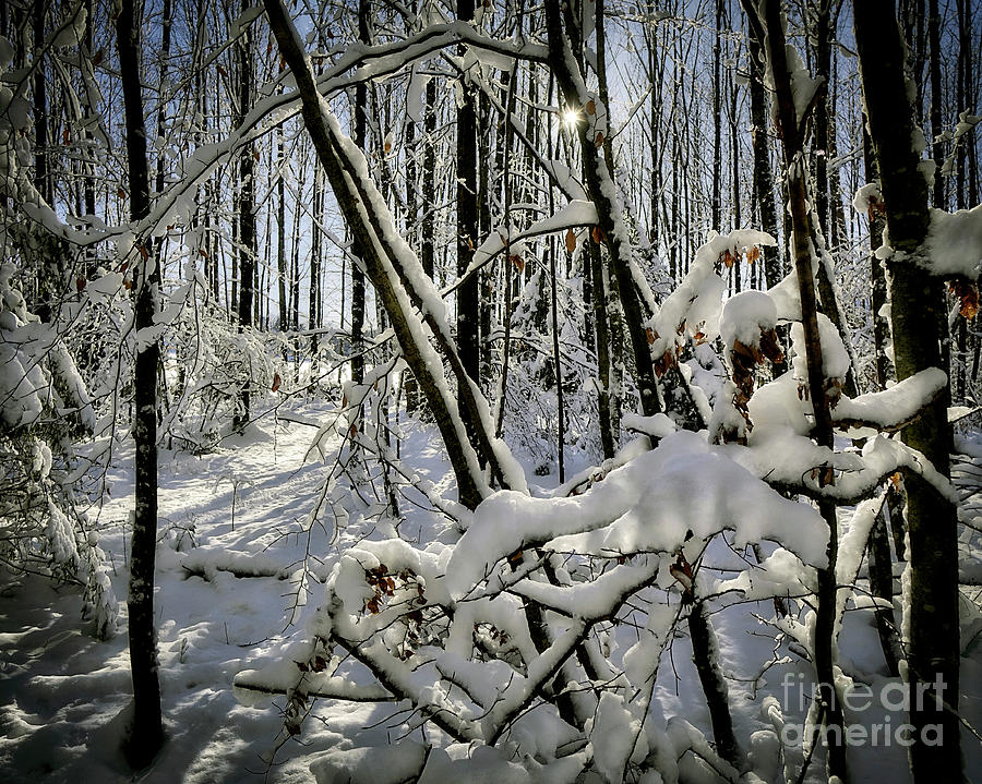 Winter Sunshine Photograph by Edmund Nagele FRPS