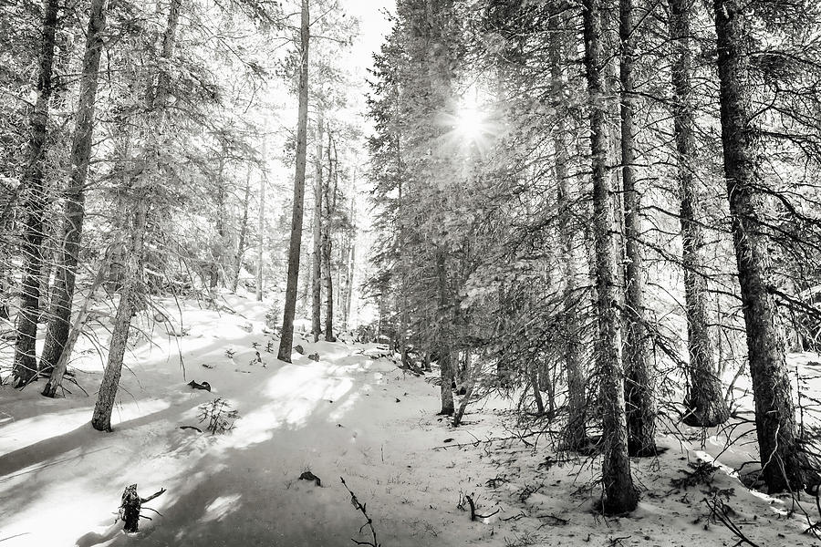 Winter Sunshine Forest Shades Of Gray Photograph by James BO Insogna