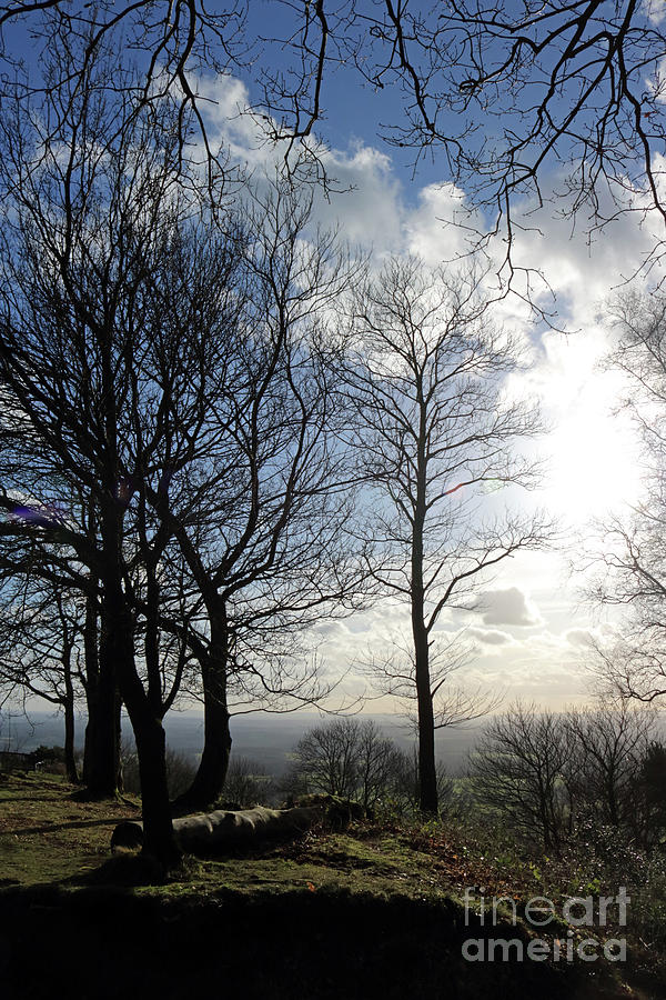 Winter Sunshine in Surrey Hills Photograph by Julia Gavin