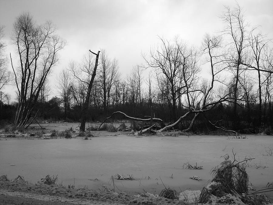 Winter Swamp Photograph by Michelle Miron-Rebbe