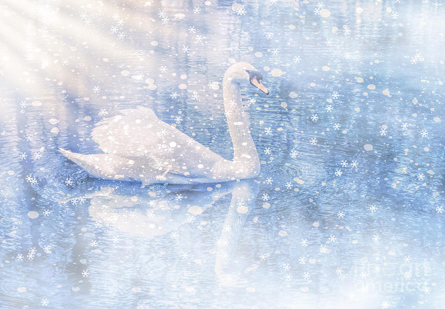 Winter Swan Photograph by Geraldine DeBoer