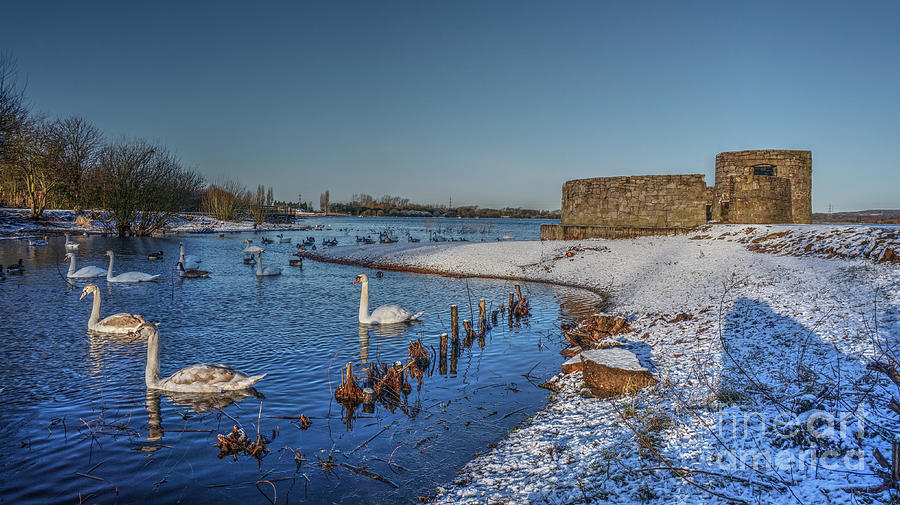 Winter Swan Lake Photograph