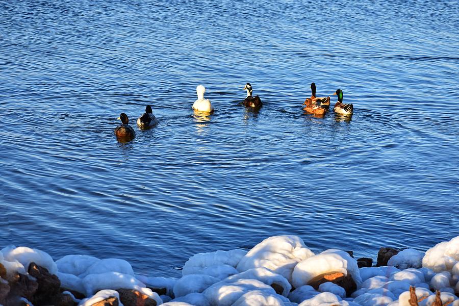 Duck Photograph - Winter Swim by Steve Hayeslip