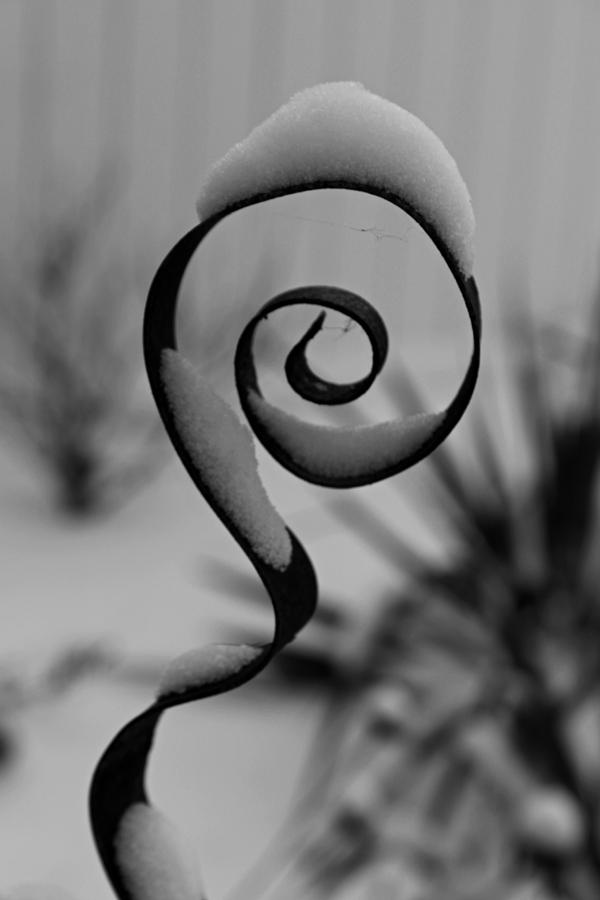 Winter Swirl Photograph by Michiale Schneider