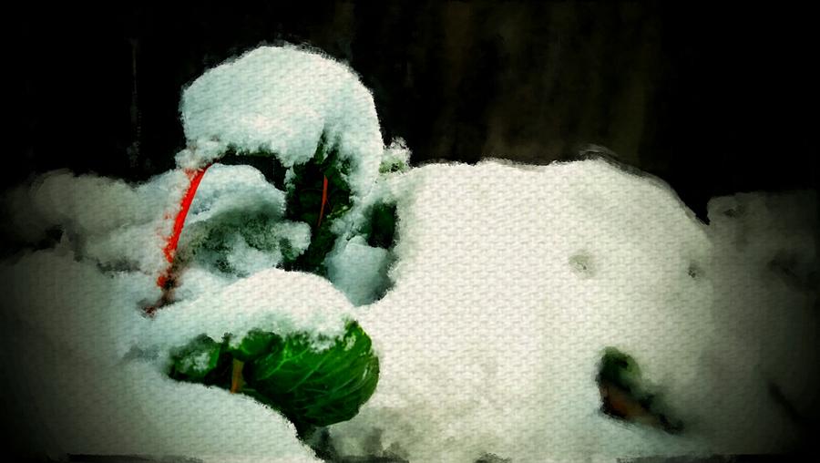 Winter Swiss chard vegetable garden covered in snow Digital Art by MendyZ  