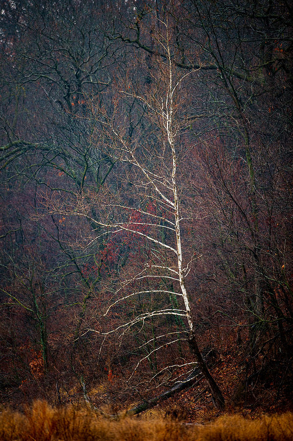 Winter Sycamore Photograph by Jeff Phillippi