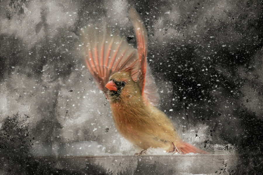 Winter Take Off Songbird Art Photograph by Jai Johnson