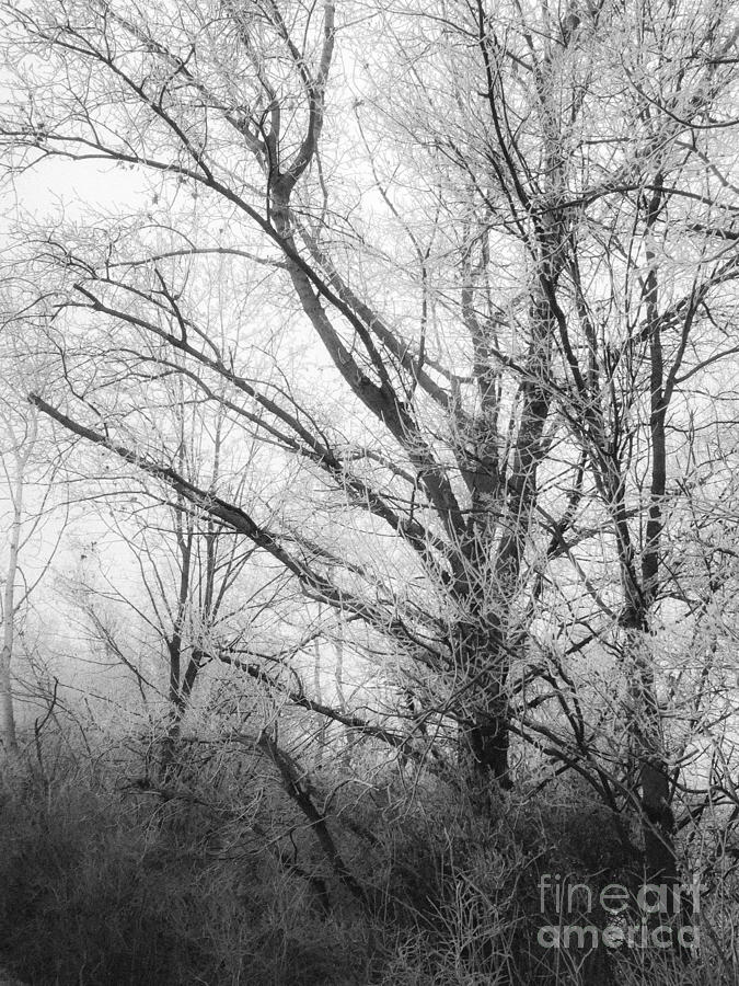 Winter Photograph - Winter Tales II by Noze P