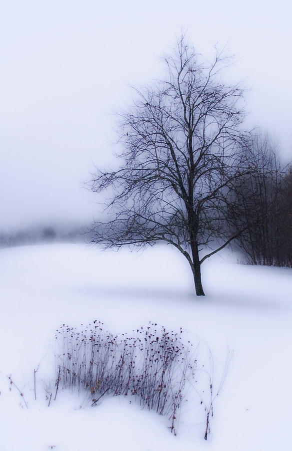 Winter Photograph by Tammy Wetzel