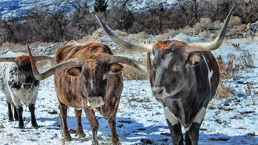 Winter Texas Longhorns Photograph by David Millenheft