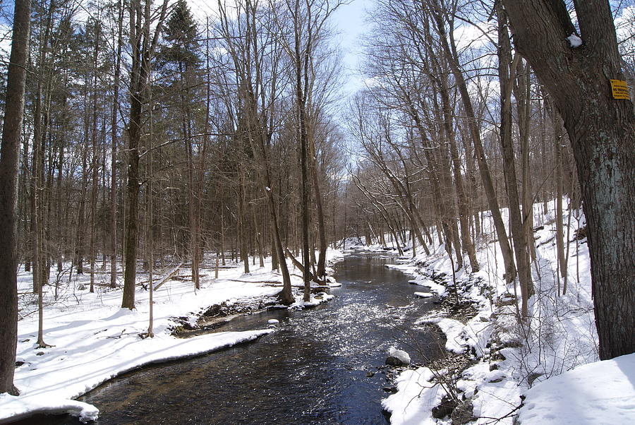 Winter Thaw - a Woodland Stream Photograph by Margie Avellino