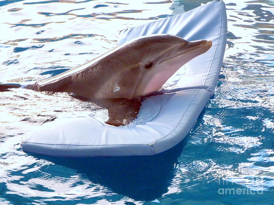 Winter the Dolphin Photograph by Terri Mills