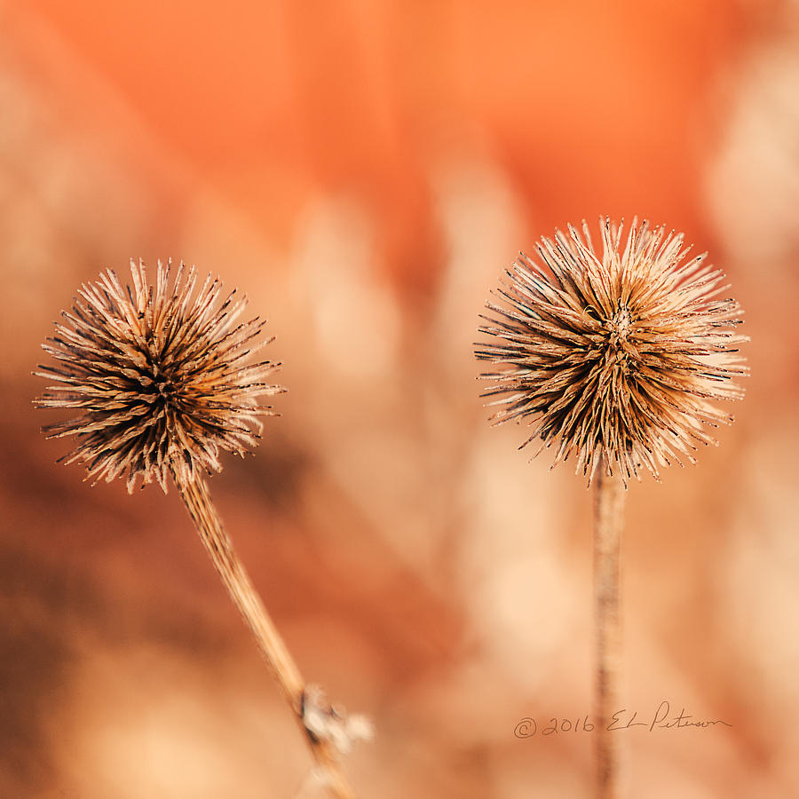 Winter Thistle Photograph by Ed Peterson