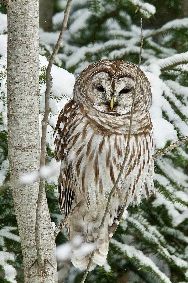 Winter Time Barred Owl Photograph by Michael Peychich