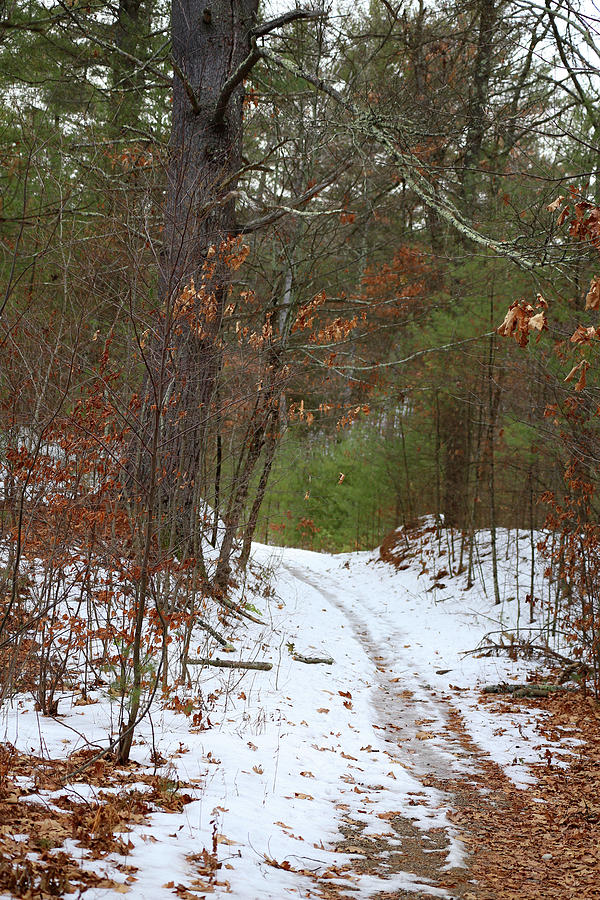 Winter Trail at Cow Pond Brook Photograph by Mary Bedy