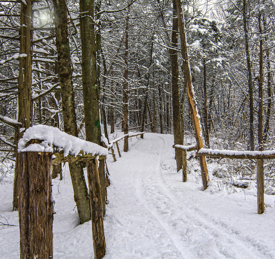 Winter Trail Cropped Version Photograph by Angelo Marcialis