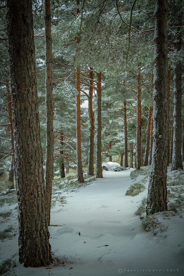 Winter Trail  Photograph by Henri Irizarri