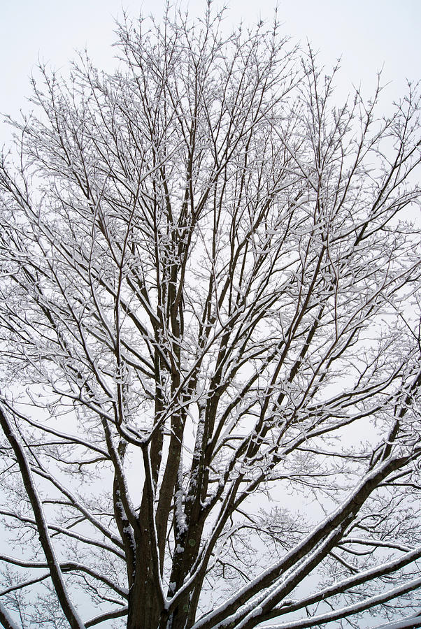 Winter Tree    Poster Photograph by Margie Avellino