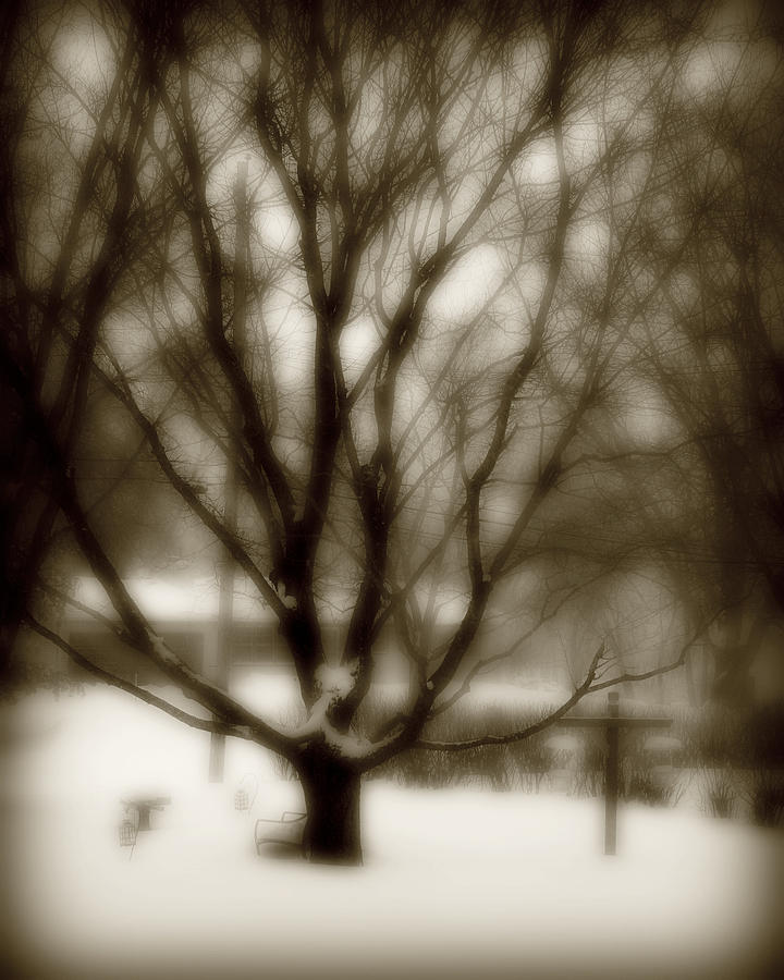 Winter Tree 2 Photograph by Perry Webster