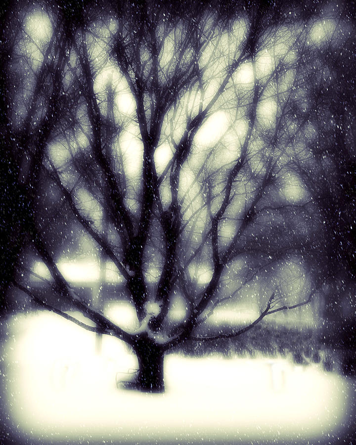 Winter Tree 3 Photograph by Perry Webster