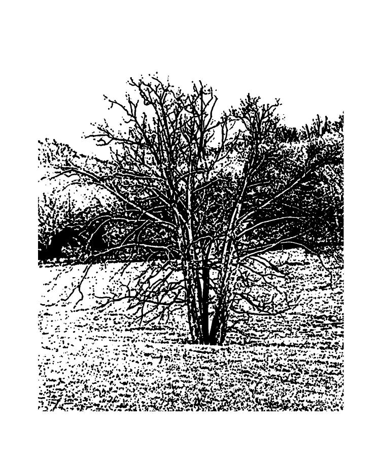 Winter Tree 5 Mixed Media by Belinda Landtroop