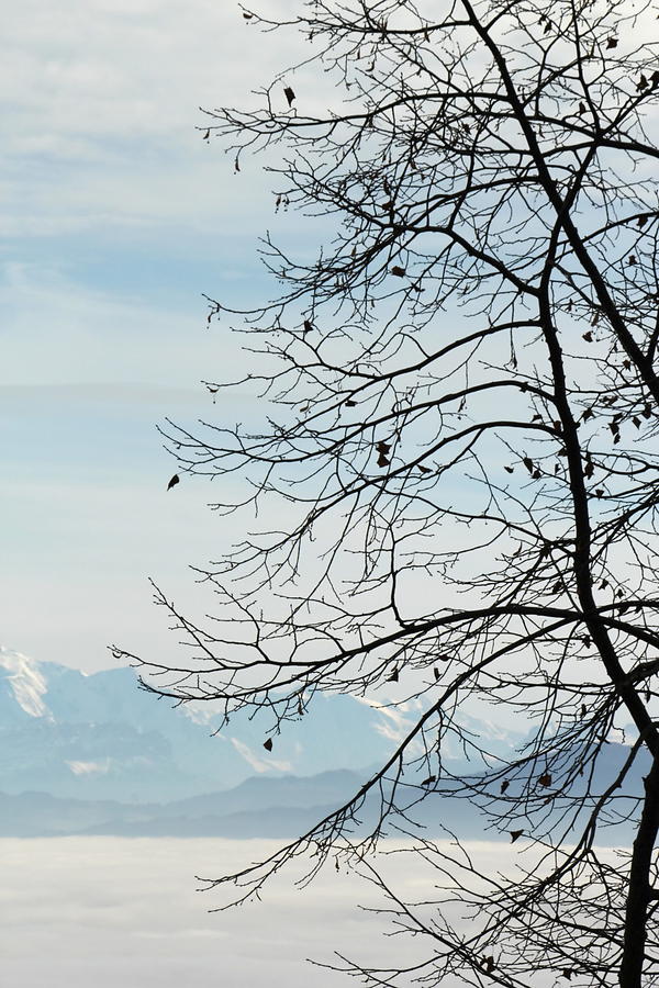 Winter tree and Alps mountains upon the fog Photograph by Elenarts - Elena Duvernay photo