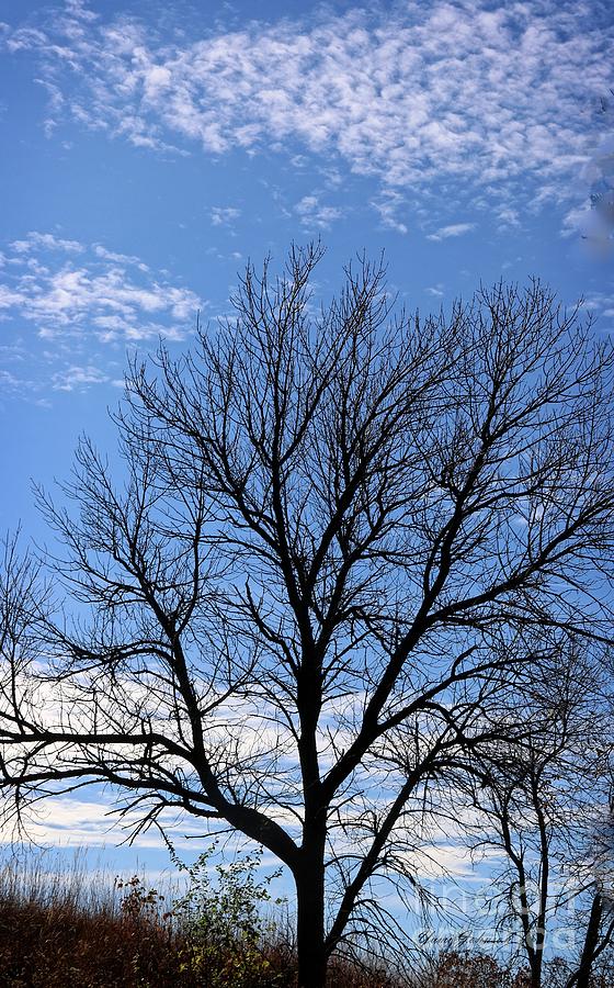 Winter tree and Blue sky Photograph by Yumi Johnson
