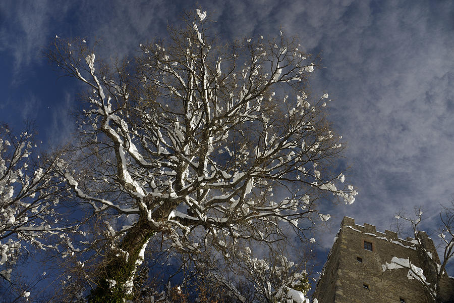 Tree Photograph - Winter Tree And Castle by Andrea Gabrieli Tree Photograph - Winter Tree And Castle by Andrea Gabrieli