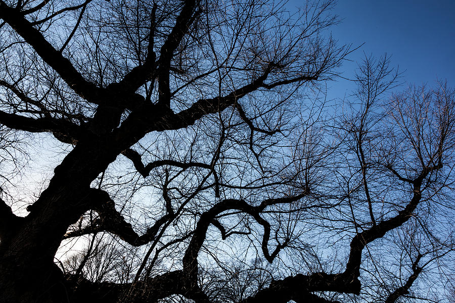 Winter Tree and Sunlight Photograph by Robert Ullmann