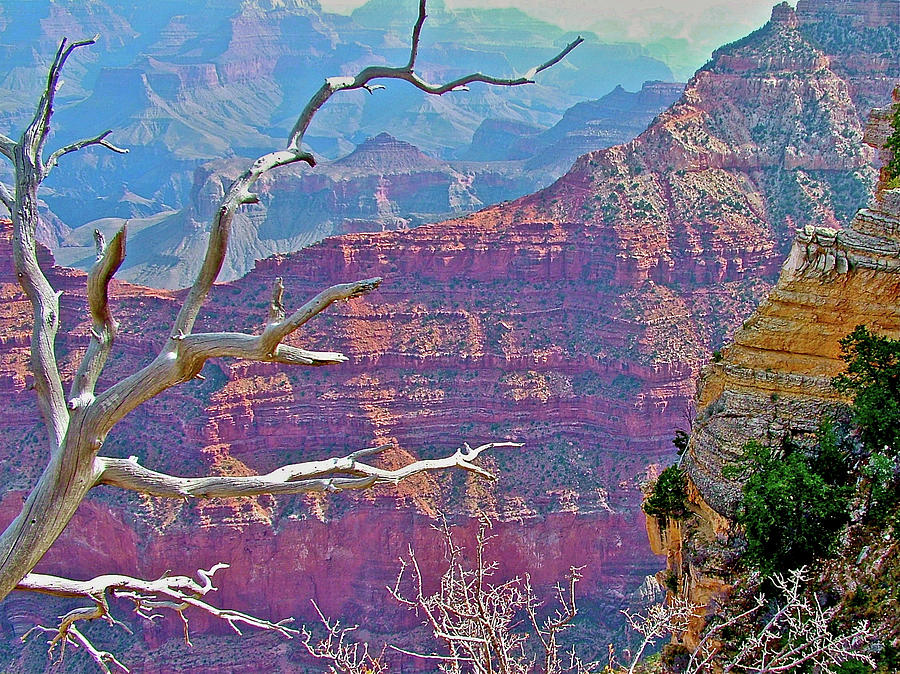 Winter Tree at Mather Point on South Rim of Grand Canyon National Park-Arizona Photograph by Ruth Hager