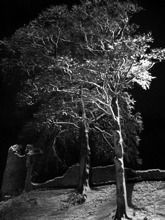Winter tree at night Photograph by Lukasz Ryszka