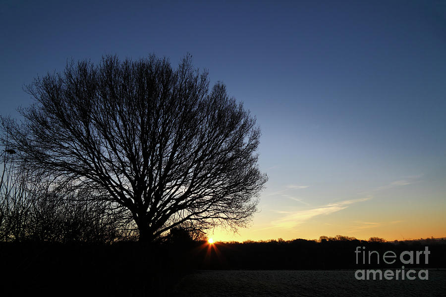 Winter Oak Tree at Sunrise Photograph by James Brunker