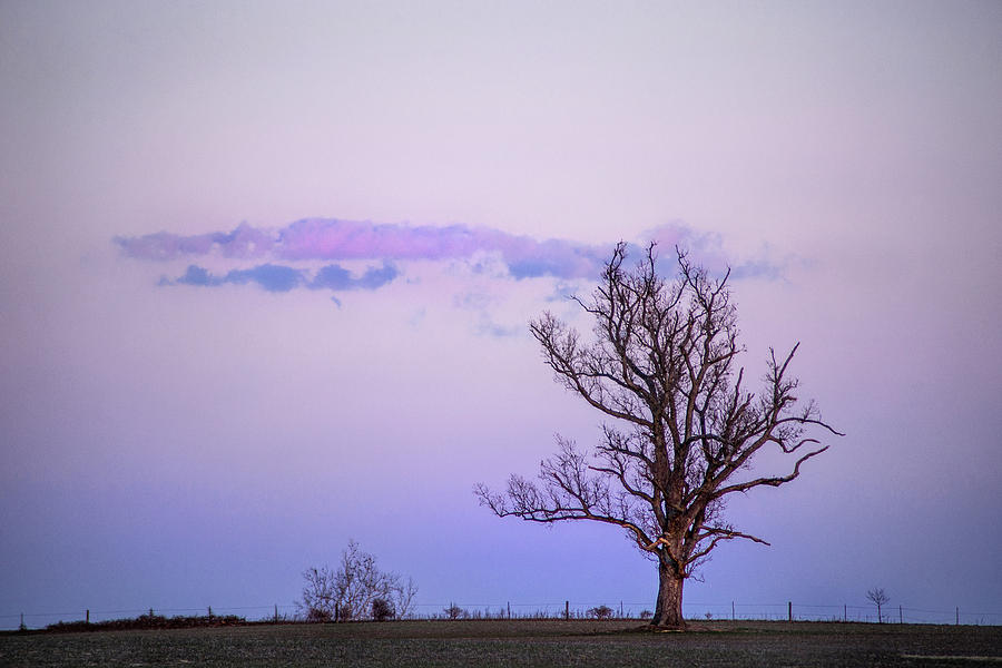 Winter Tree at Sunset Photograph by Don Johnson