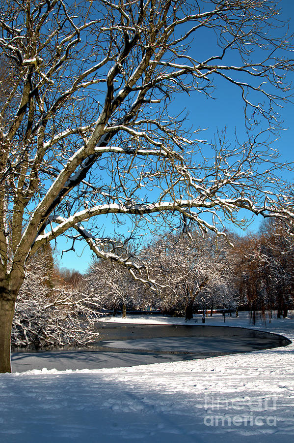 Winter Tree Photograph by Baggieoldboy