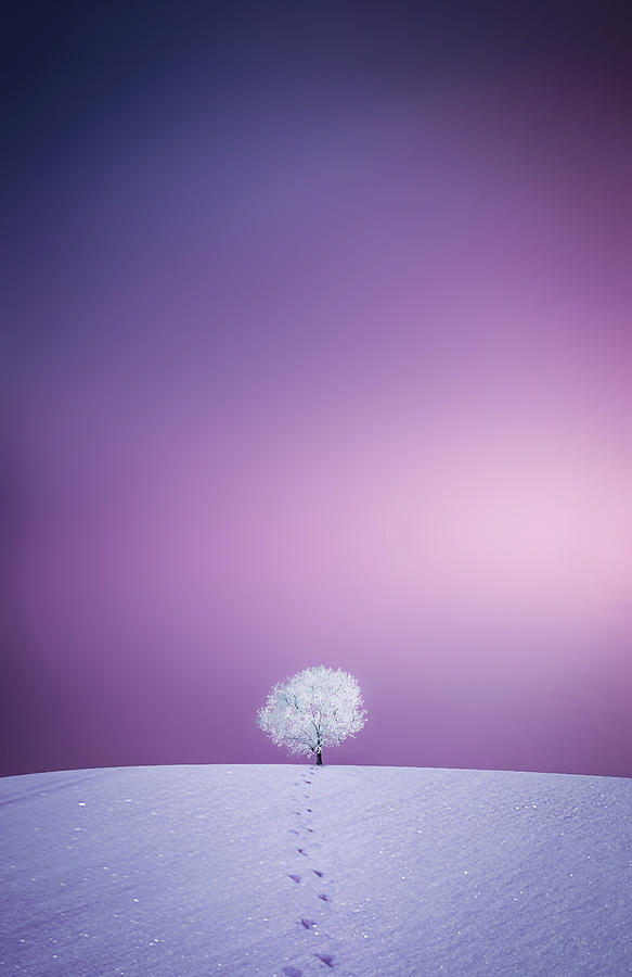 Winter Tree Photograph by Bess Hamiti